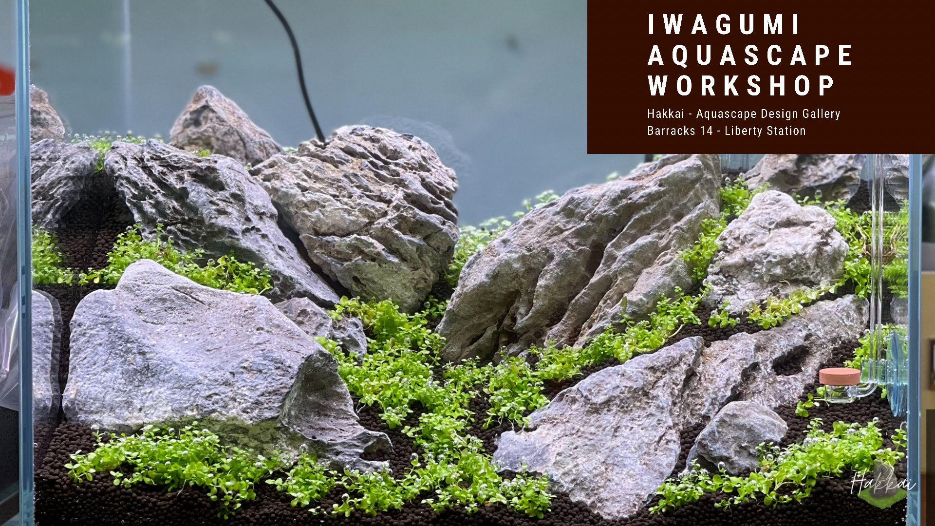 Iwagumi Aquascape Workshop display — stone arrangement with a low carpet plant, Hakkai Aquascape Gallery