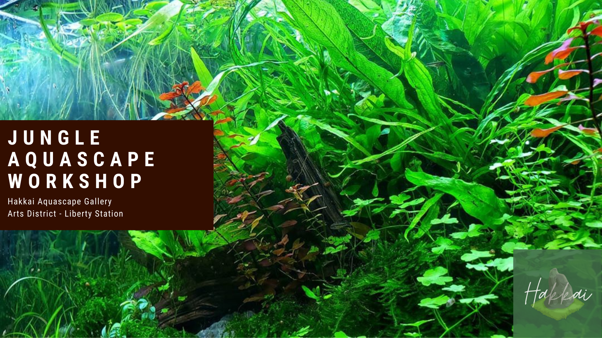 THE INTERNATIONAL AQUATIC PLANTS LAYOUT CONTEST - The World's Largest  Nature Aquarium and Aquatic Plants Layout Contest